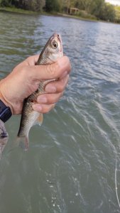 " Шпротный день".