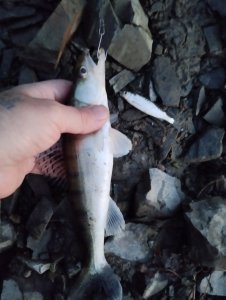 Умревинская протока или "ленивый" окунь!..