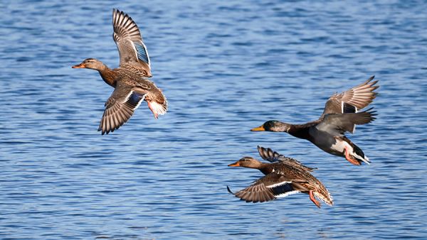 Сезон весенней охоты стартует на Камчатке