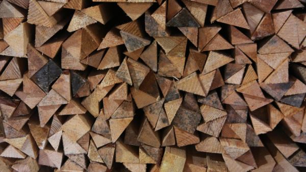 Юрист Георгиева назвала размер штрафа за унесённое из леса на дачу дерево