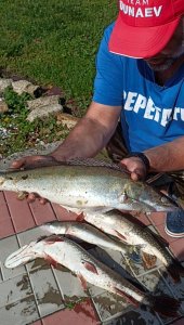 Обь. На хищника.