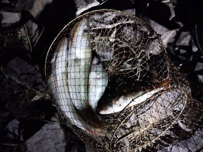 Умревинская протока или "ленивый" окунь!..