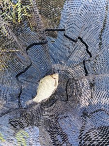 Очередной Юго-западный