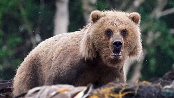 В США охотник умер после падения на него застреленного медведя с дерева