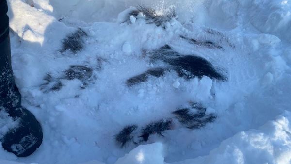 В Енисейском районе Красноярского края осудили убивших ручного лося мужчин