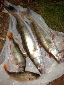 Восполнение