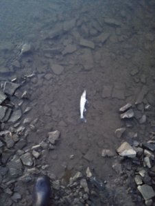 Умревинская протока или "ленивый" окунь!..