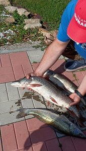 Обь. На хищника.