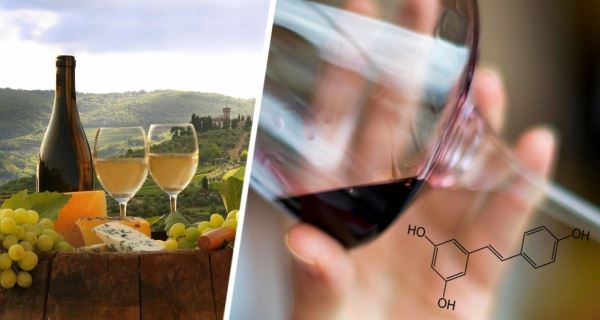 Винные тропы России: туристам раскрыли карту энотуризма – где пробовать лучшее