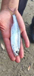 Рыбалка в центре города