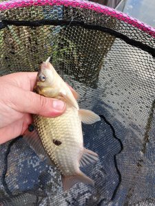 Очередной Юго-западный