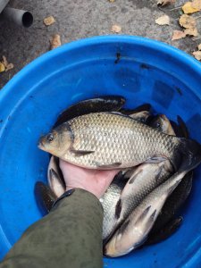 Карасевое утро