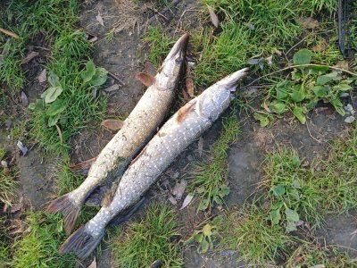 Накормить китайца.