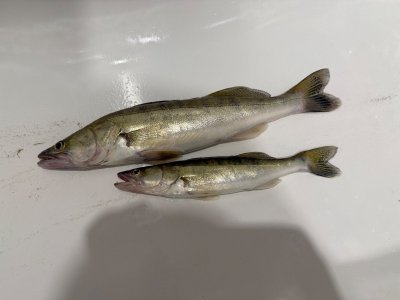 Бугринский мост