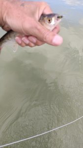 " Шпротный день".