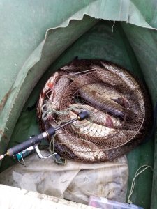 р.Бурла середина сентября