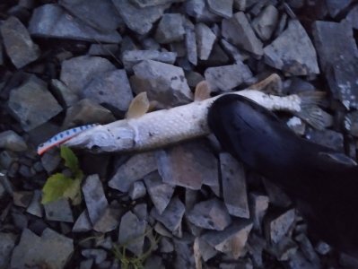 Скоротал вечерок!..