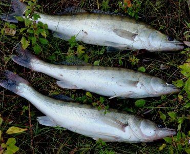 Обь. От заката до рассвета.