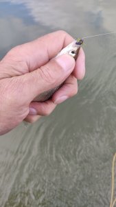 » Шпротный день».