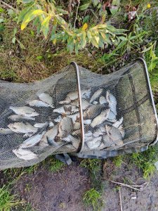 Очередной Юго-западный