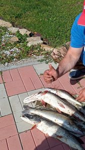 Обь. На хищника.