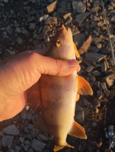 Хорошее завершение дня!..