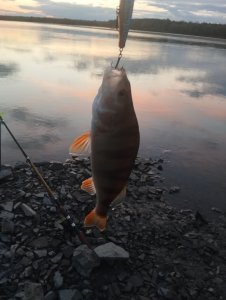 Умревинская протока или «ленивый» окунь!..