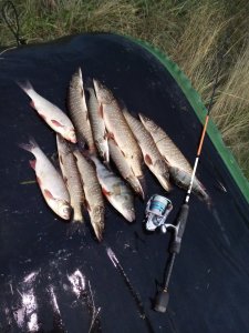 р.Бурла середина сентября