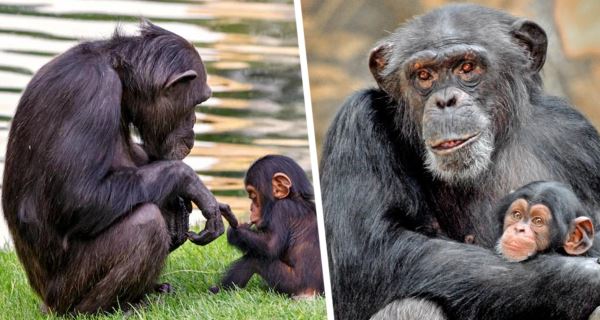 Дин Дин против TikTok: китайский зоопарк объявил войну туристам, сующим свои смартфоны детёнышу шимпанзе для просмотра видео