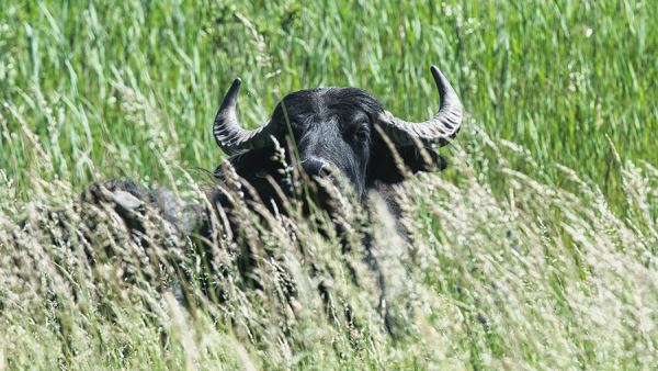 Буйвол убил американского миллионера во время сафари в Южной Африке