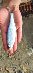 Рыбалка в центре города