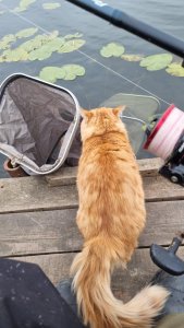 Три карпа, карась и кот.