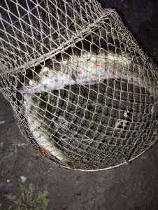 Дождался однако!..