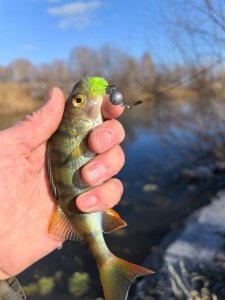 Колываны, промежуточный вариант.