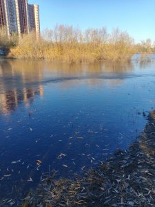 Снова Горская лужа.