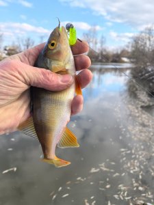 Колыванские речки, рыбы нет…