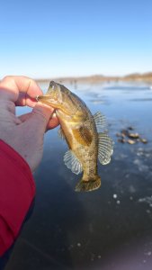 Открылся !!! 17 октября, ротан