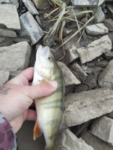 Дождался однако!..