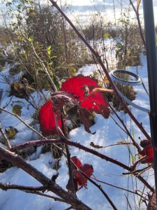 Колыванские речки, рыбы нет...