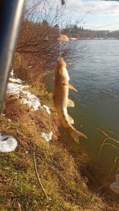 Иня-Издревая-предзакрытие..