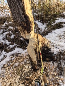 Колыванские речки, рыбы нет...