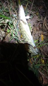 Иня-Издревая-предзакрытие..