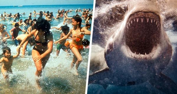 Акула опять напугала туристов в Хургаде