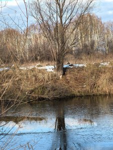 Колыванские речки, рыбы нет...