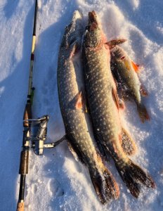 Колываны, промежуточный вариант.