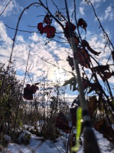 Колыванские речки, рыбы нет...