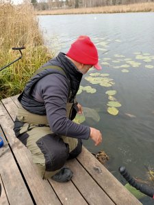 Три карпа, карась и кот.