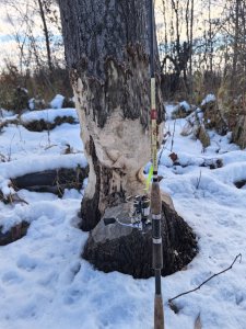 Колыванские речки, рыбы нет...