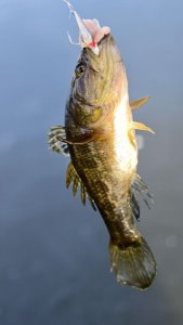 Открылся !!! 17 октября, ротан