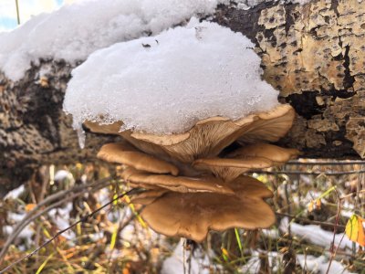 Колыванские речки, рыбы нет...